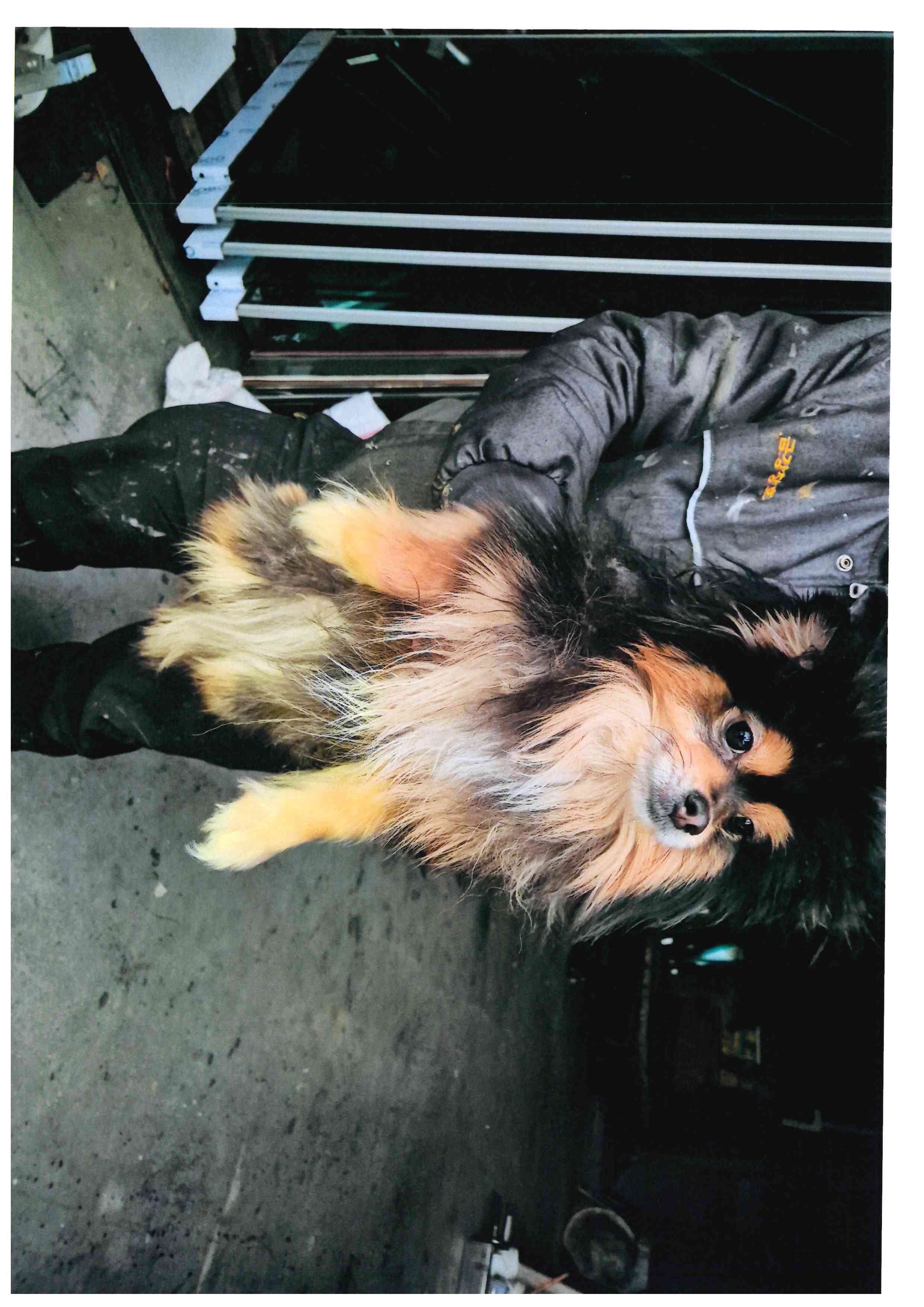 보호중 믹스견의 가…