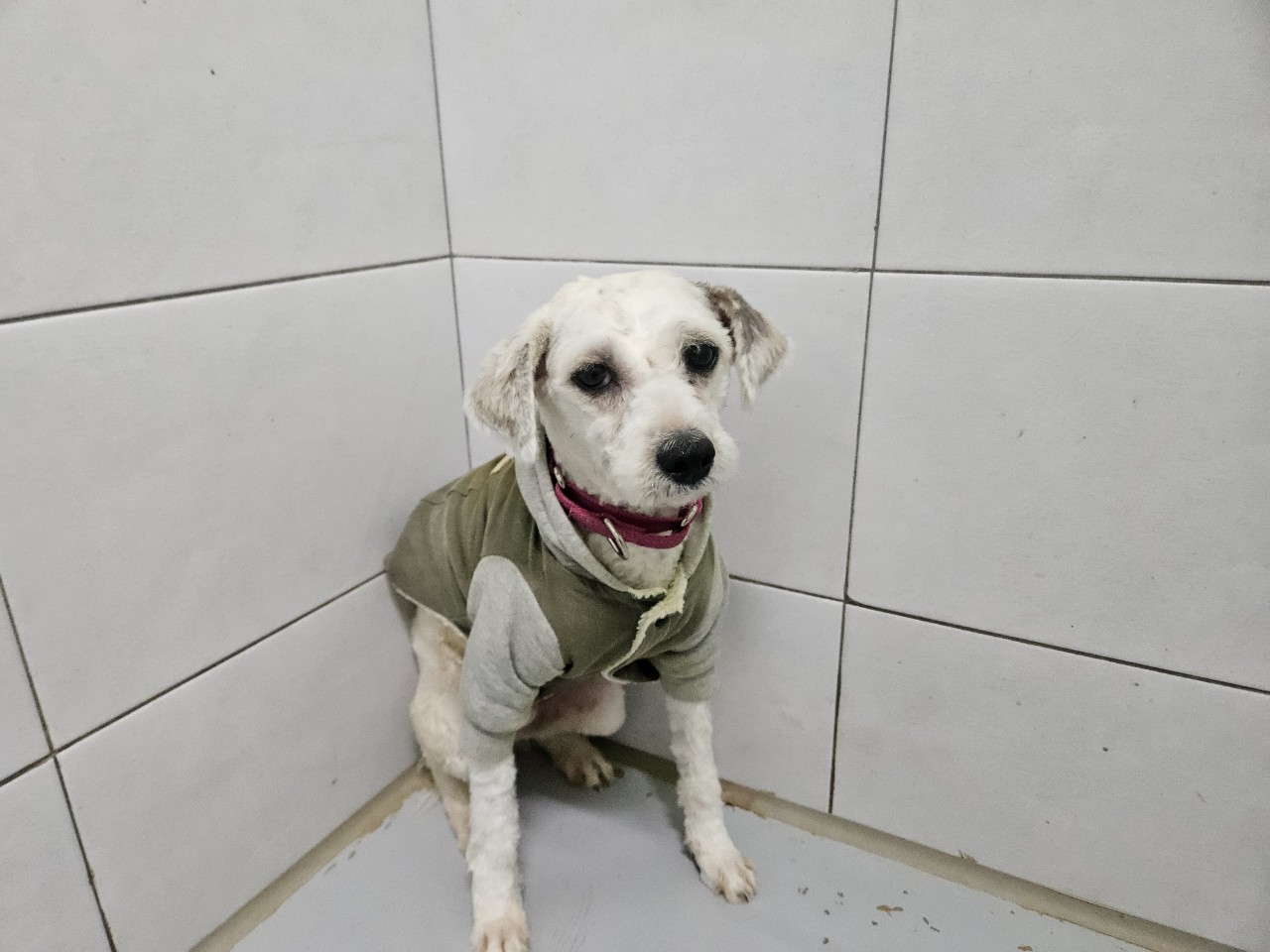 아산동물복지지원센터_444452202400093