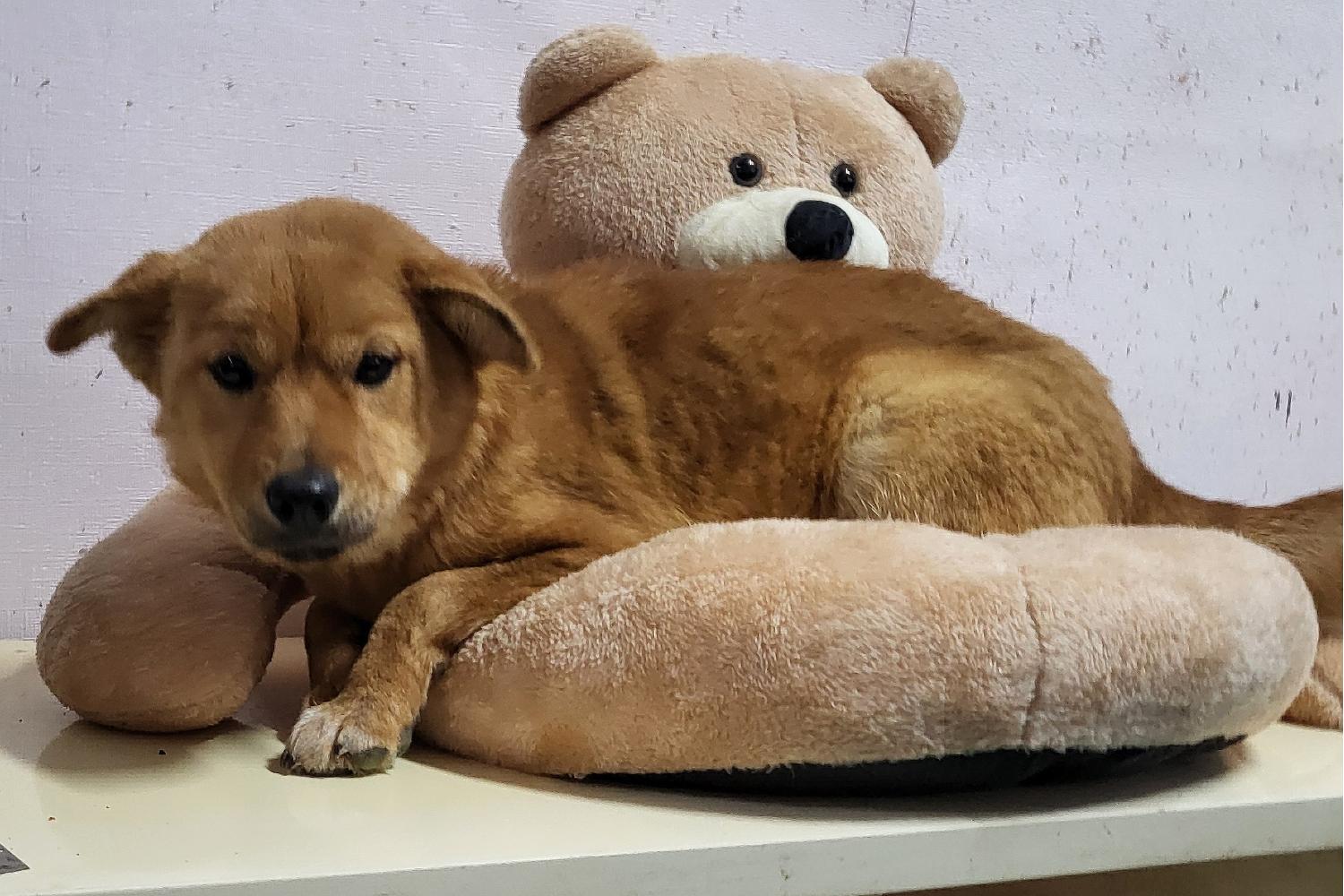 밀양시 동물보호센터_448536202400196