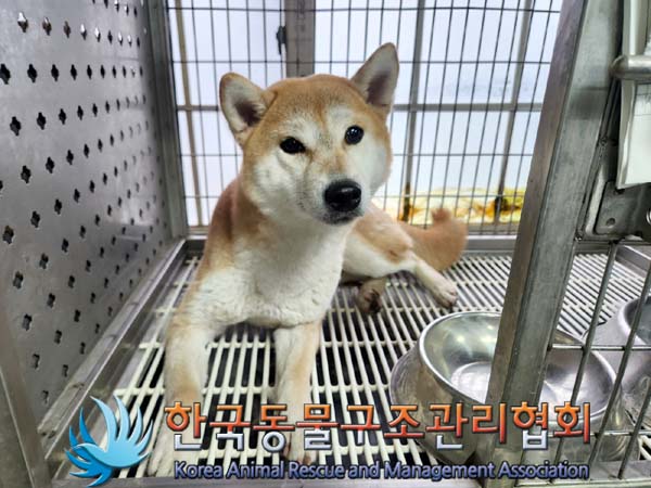 한국동물구조관리협회_411301202400009