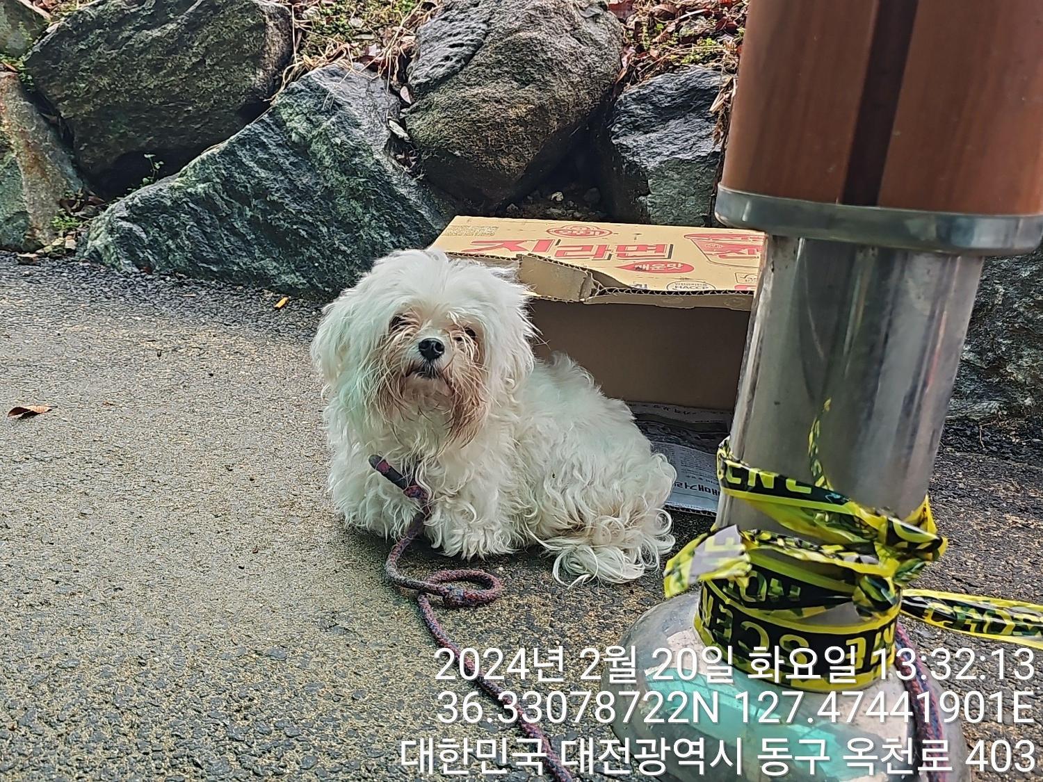 종료(반환) 말티즈…