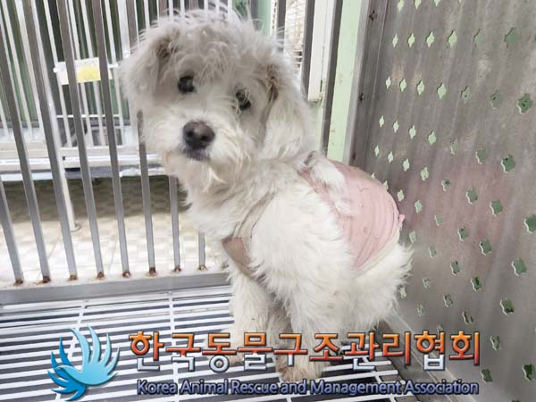 종료(입양) 믹스견…