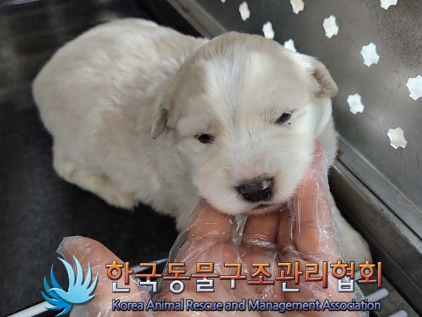 종료(안락사) 믹스…