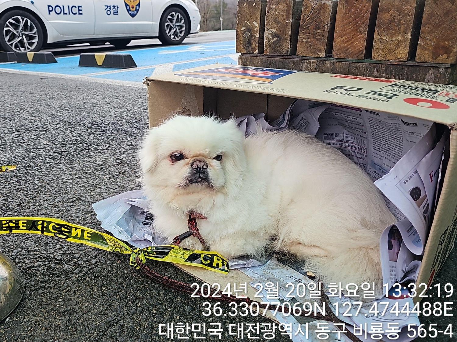 종료(반환) 페키니…