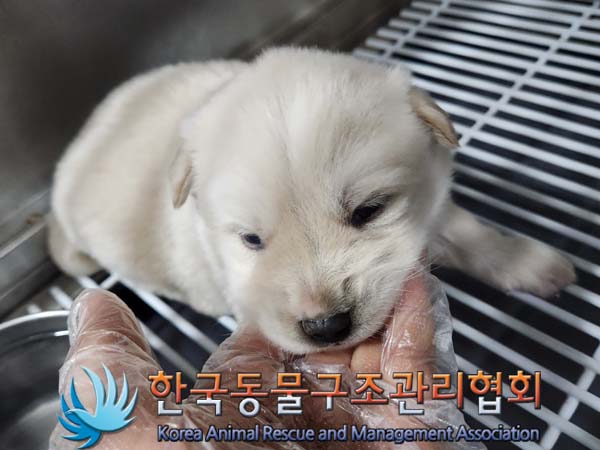 종료(안락사) 믹스…