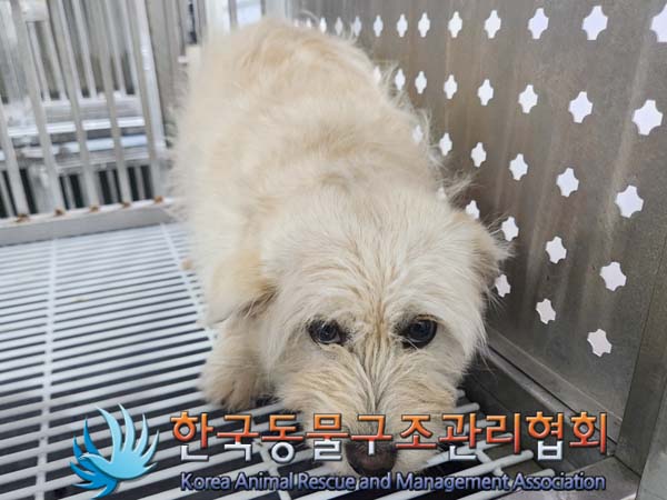 보호중 믹스견의 가…