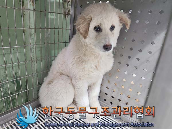 한국동물구조관리협회_441406202400217