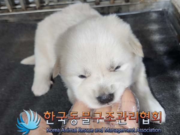종료(안락사) 믹스…