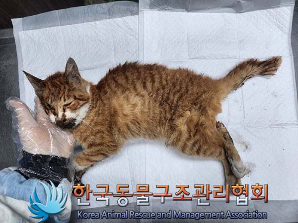 한국동물구조관리협회_411307202400011