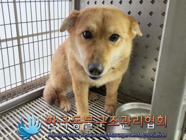 보호중 믹스견의 가…