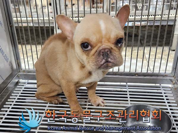 종료(입양) 프렌치…