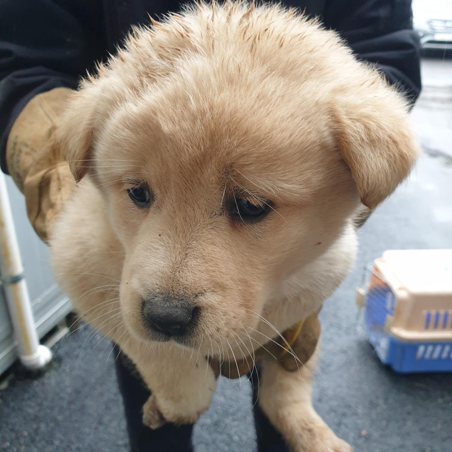 남양동물보호센터_441553202400273