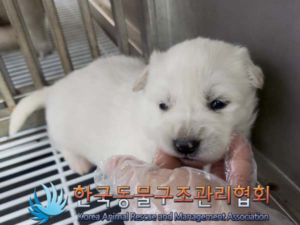 종료(안락사) 믹스…