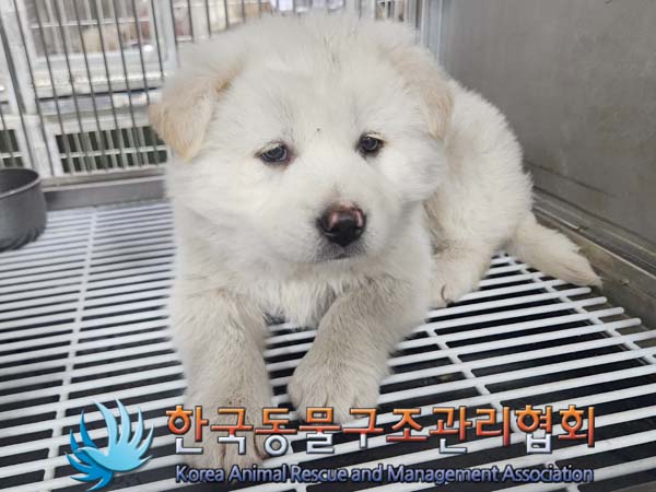 한국동물구조관리협회_441560202400141