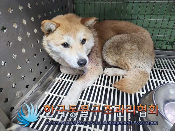한국동물구조관리협회_411306202400050