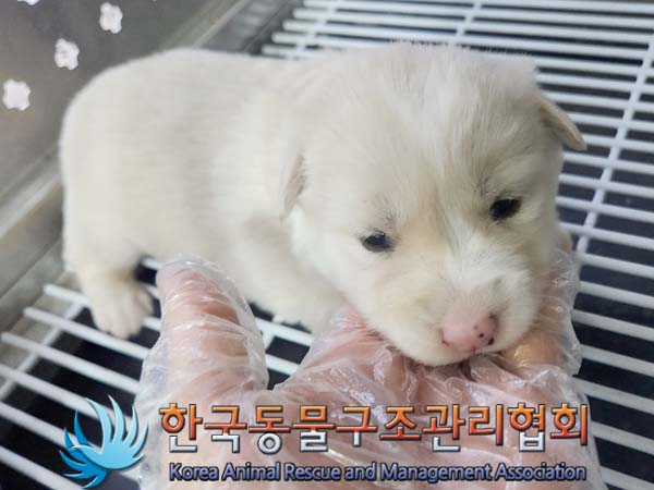 종료(안락사) 믹스…