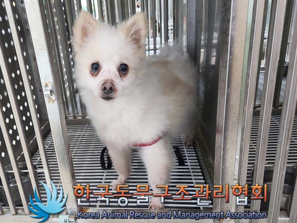 종료(안락사) 믹스…