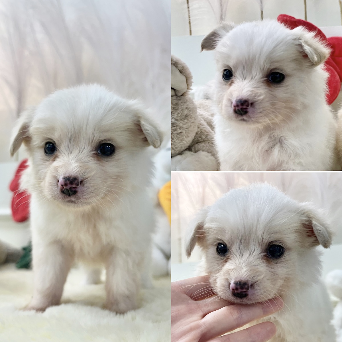 경주동물사랑보호센터_447505202400141
