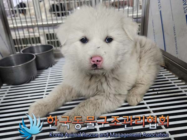 한국동물구조관리협회_441560202400140