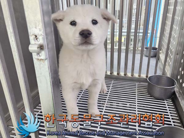 한국동물구조관리협회_441559202400102