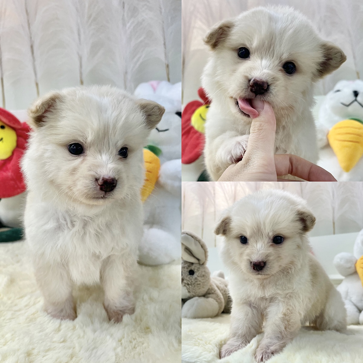 경주동물사랑보호센터_447505202400140