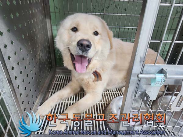 보호중 믹스견의 가…