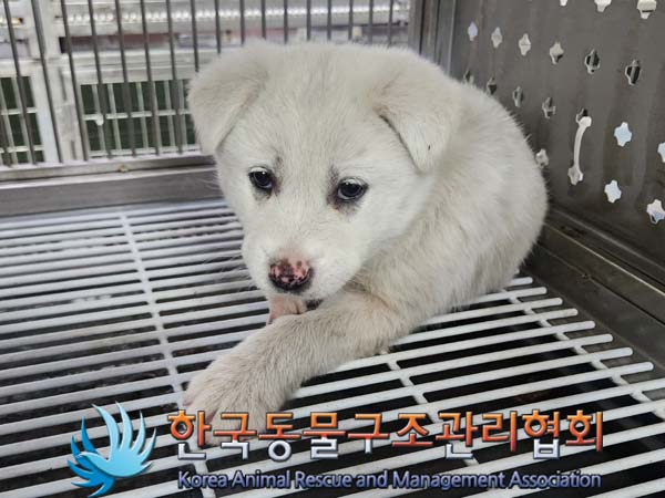 종료(안락사) 믹스…