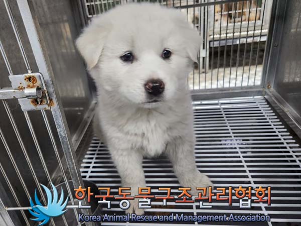 종료(입양) 믹스견…