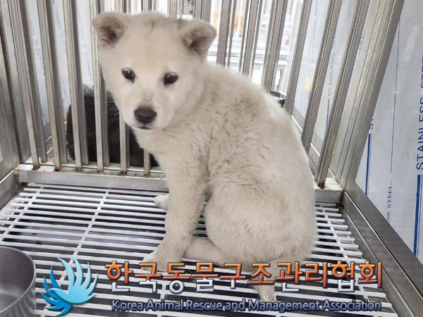 한국동물구조관리협회_441559202400101