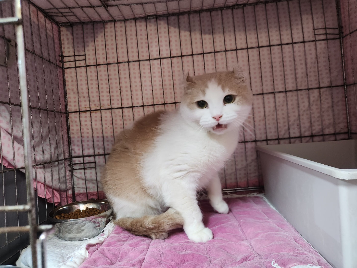 광주 동물보호소_429363202400091