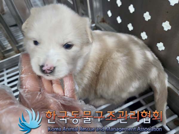 한국동물구조관리협회_441406202400221