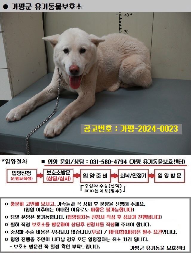 보호중 믹스견의 가…