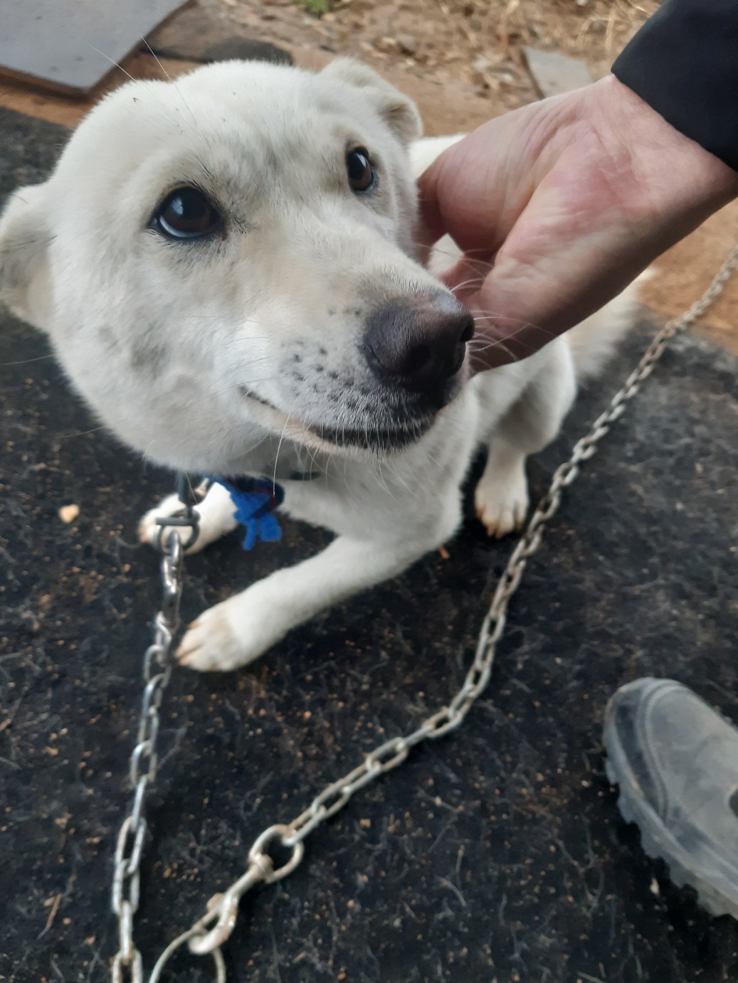 고령군 임시보호소_447520202400035