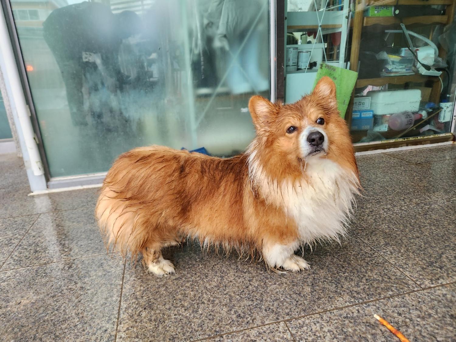 광주 동물보호소_429362202400071