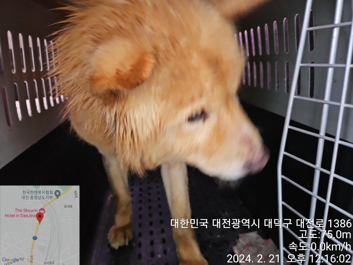 보호중 믹스견의 가…
