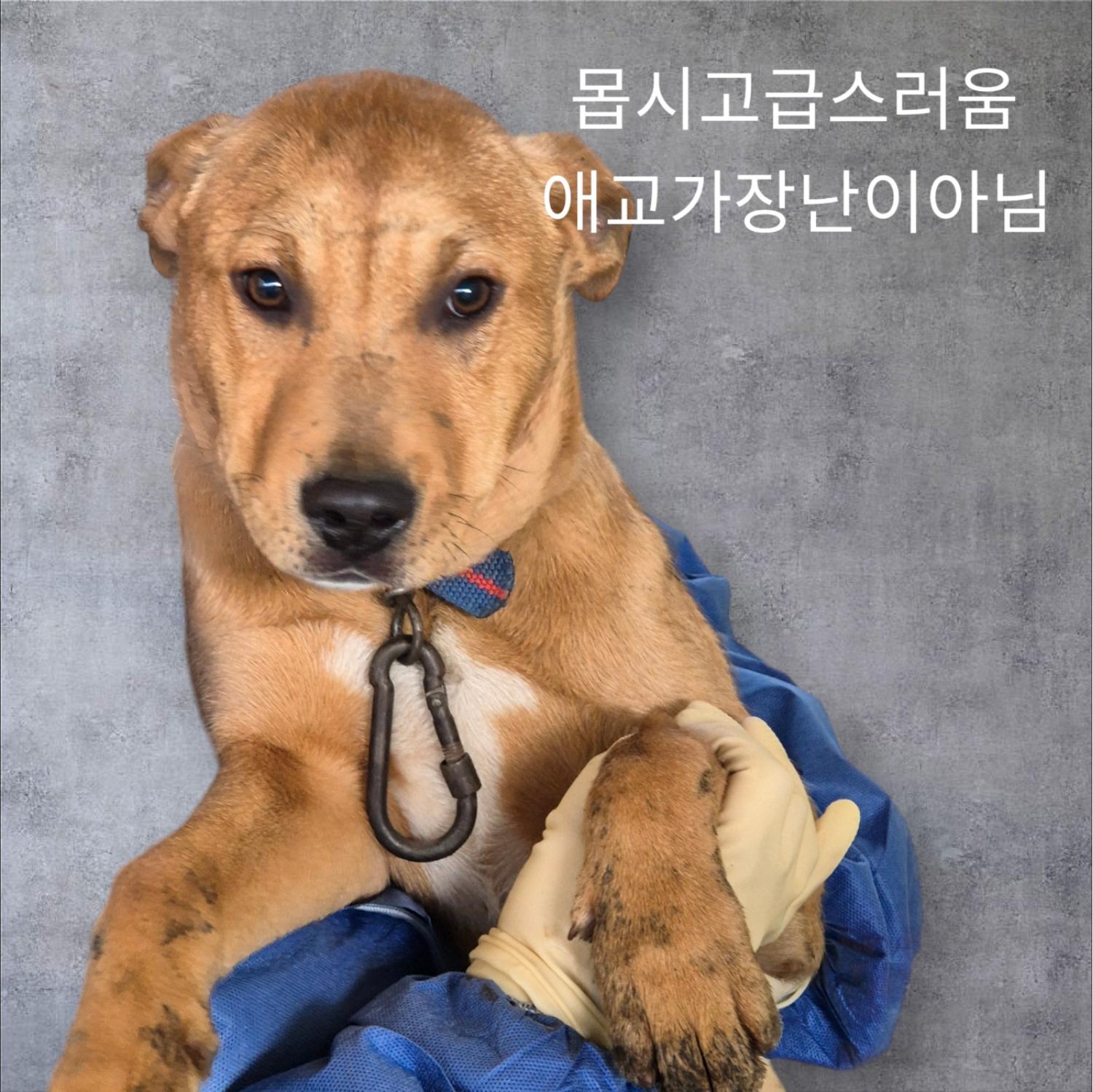 보호중 믹스견의 가…