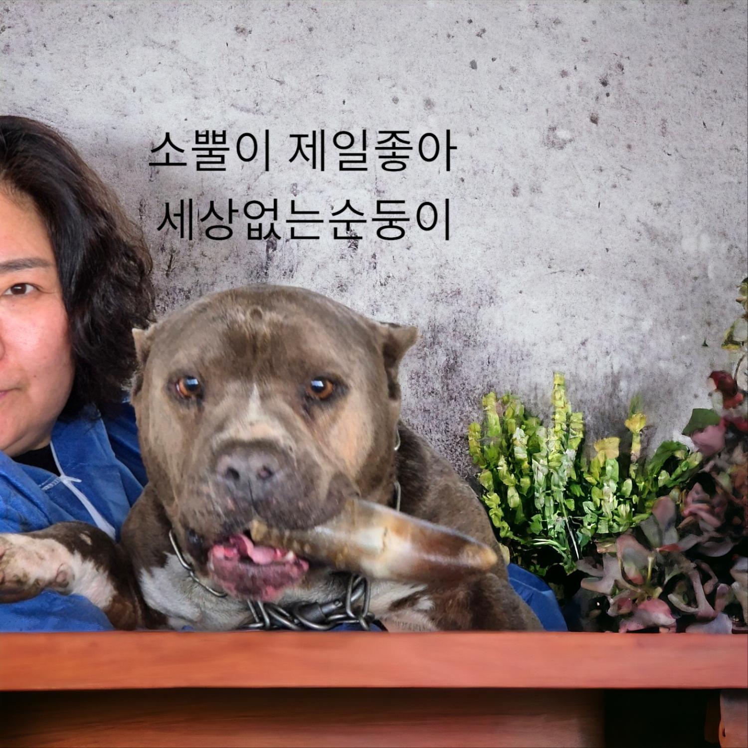 종료(입양) 핏불테…