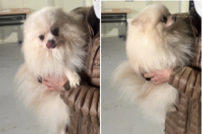 보호중 포메라니안의…