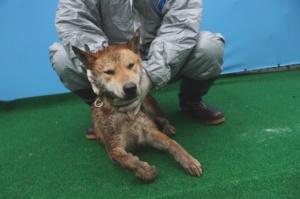 종료(자연사) 믹스…