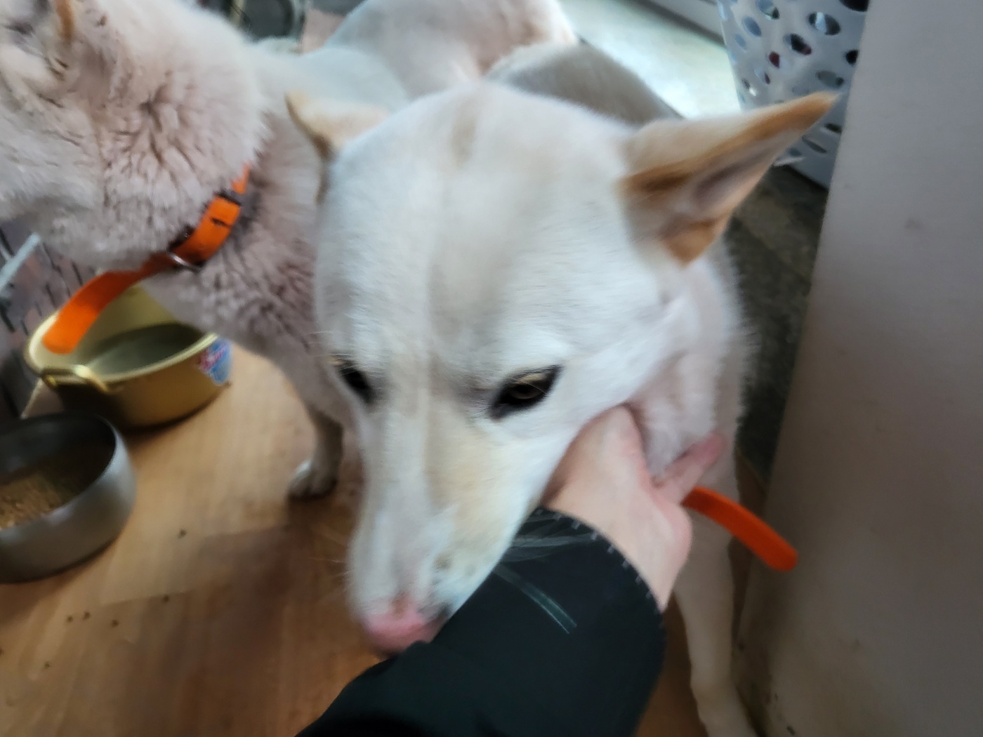 보호중 진도견의 가…