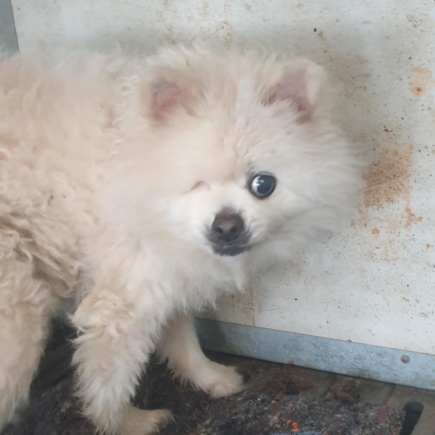 보호중 포메라니안의…