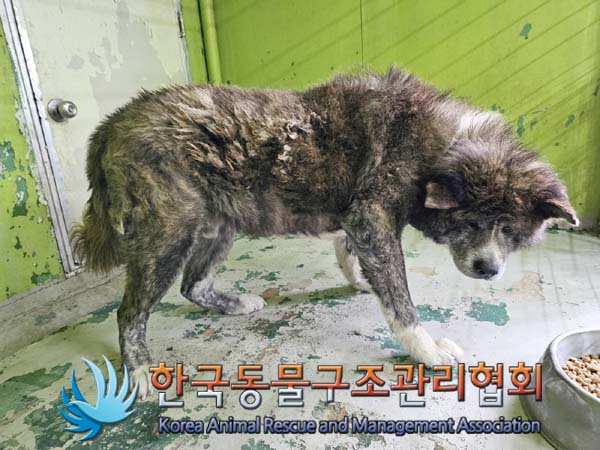 종료(안락사) 믹스…