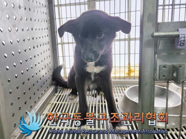 한국동물구조관리협회_441406202400226