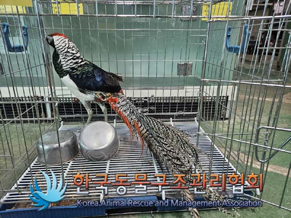 한국동물구조관리협회_441382202400052