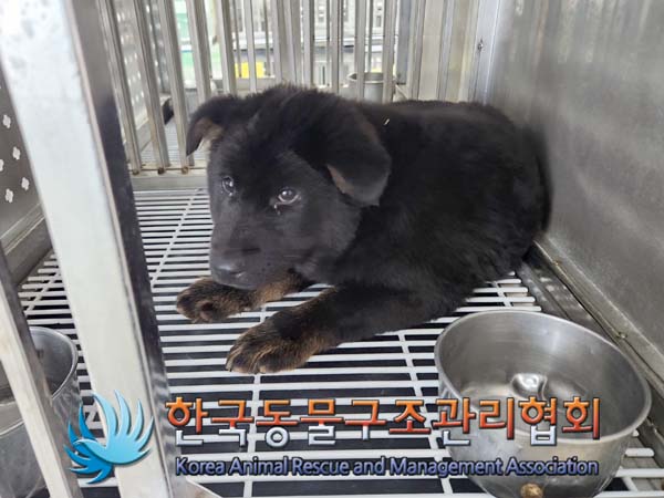 한국동물구조관리협회_441406202400225
