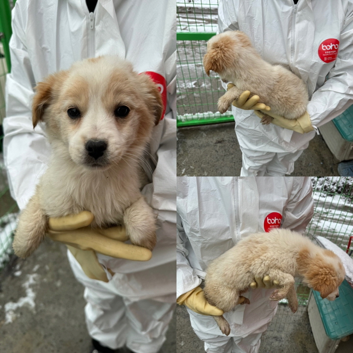 보호중 믹스견의 가…