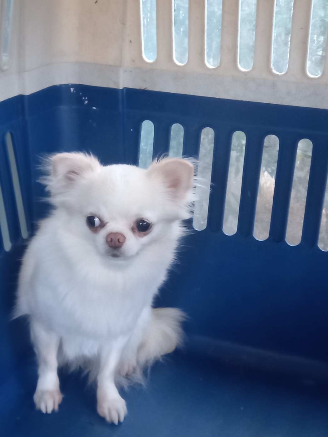 보호중 치와와의 가…