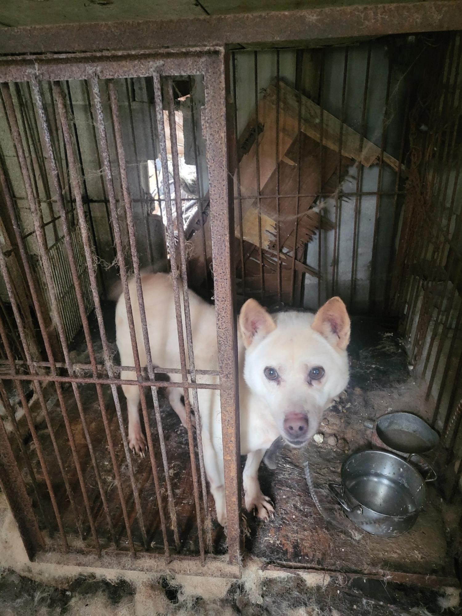 보호중 진도견의 가…