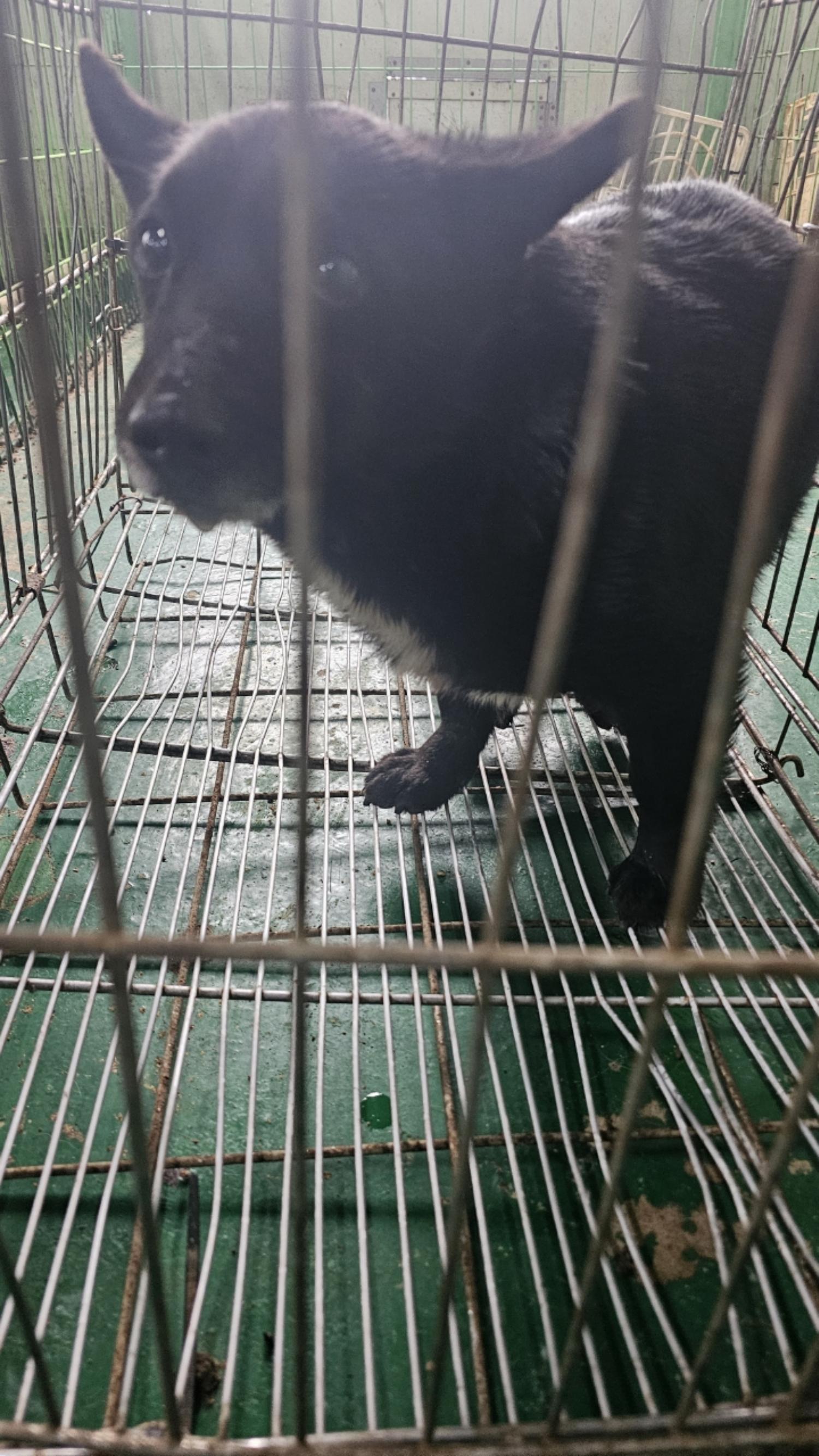 보호중 믹스견의 가…