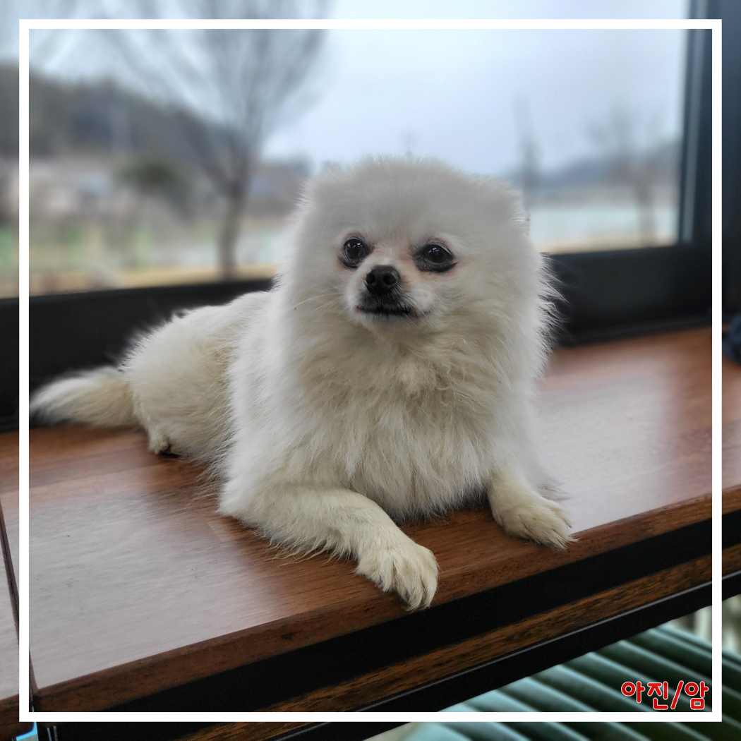 보호중 포메라니안의…
